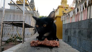 Black kitten ask me for food he is very hungry by The Gohan And Cats 558 views 10 days ago 3 minutes, 12 seconds