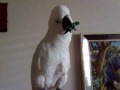 Umbrella Cockatoo singing Halo by Beyonce