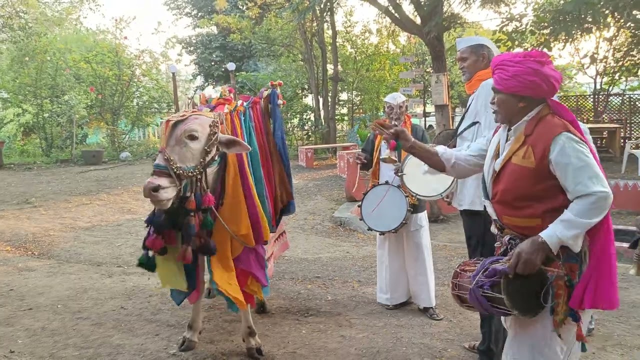 नंदीबैल | लोकपरंपरा| पराशर कृषी व संस्कृती पर्यटन