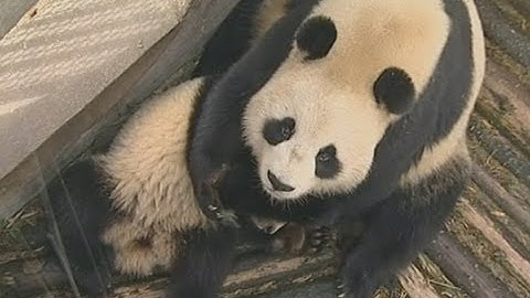 Edinburgh: Cute Pandas