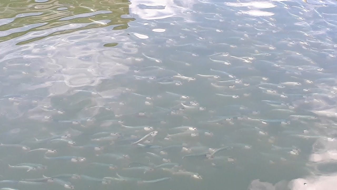 大阪 堺の土居川にイワシの大群 水浄化の影響 Youtube