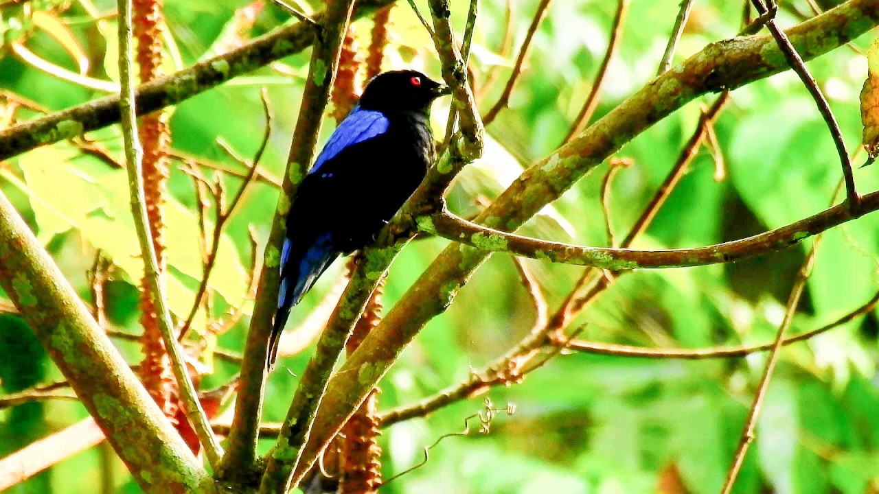 Fairy bluebird Asian 7581 