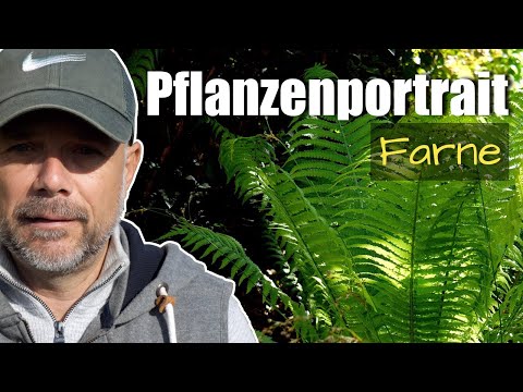 Pflanzenportrait - Farne