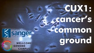 CUX1: cancer's common ground - Sanger Institute