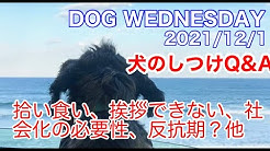 犬とのよりそいチャンネル 中西典子 Youtube