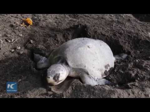 Quarter million of Olive Ridley turtles lay eggs on Pacific beach of Costa Rica