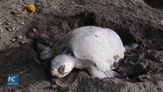 Quarter million of Olive Ridley turtles lay eggs on Pacific beach of Costa Rica