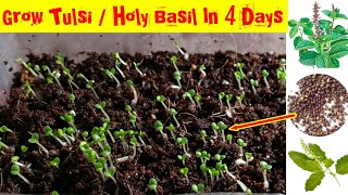 Very Fastest Way To Grow Tulsi Plant/ Holy Basil From Seeds || How To Collect Seeds From Tulsi Plant