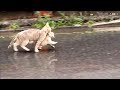 Cat Rescues Kitten from the Rain