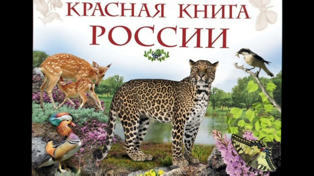 Т красная книга. Красная книга России животных. Животные и растения красной книги России. Красная книга обложка. Животные и птицы красной книги России.