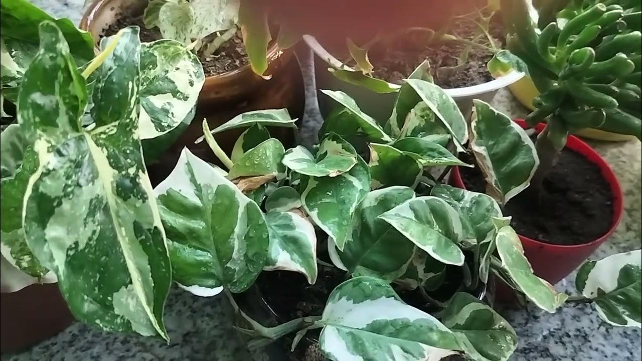 5 galtiyan jo plant ko maar deti hn.Mistake that cause plants to not