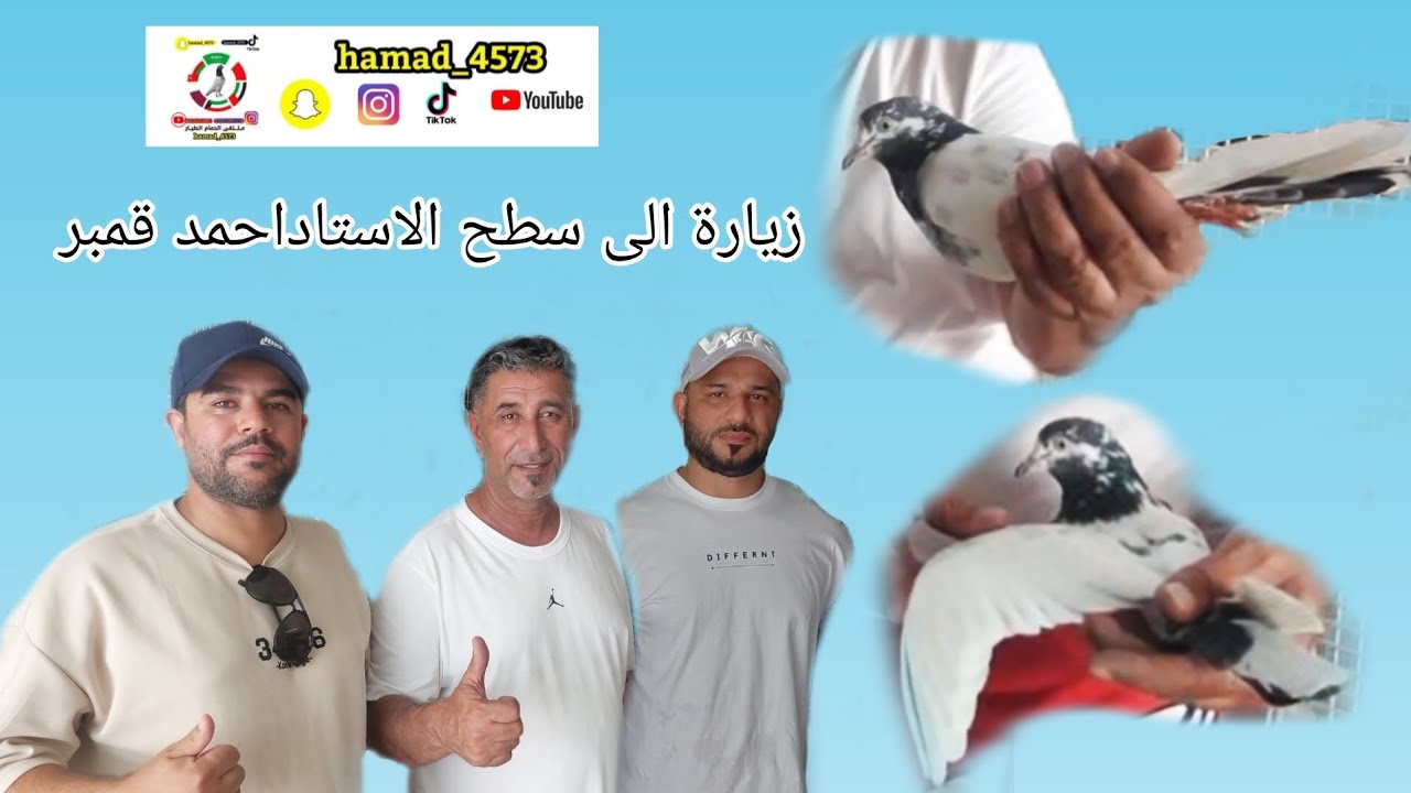 لقاء الاستاد احمد قمبر الجزء الثاني ] شرح عن الحمام التيدي Pigeon racing