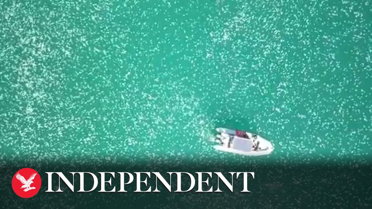 Swarm of jellyfish appears off Israel's Mediterranean Coast