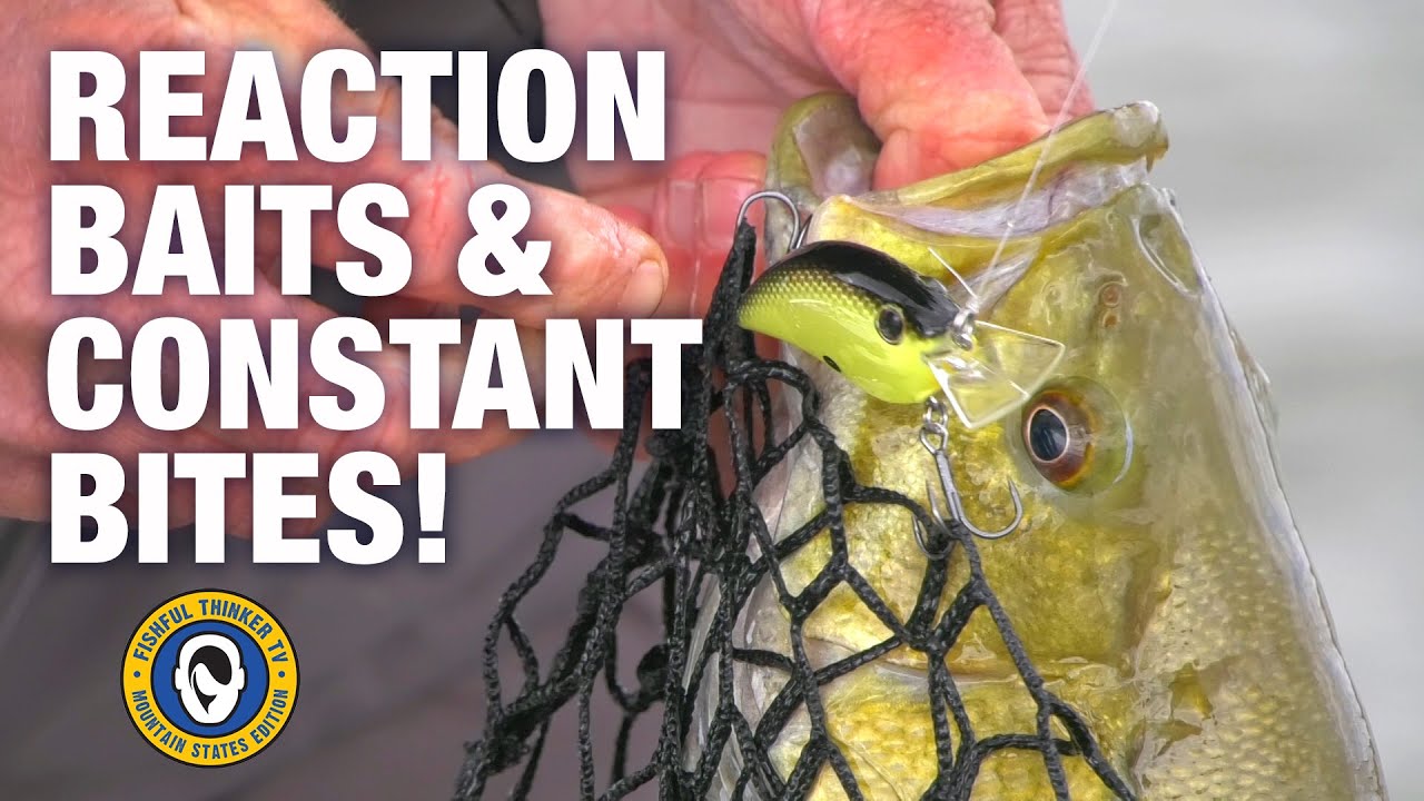 reaction baits