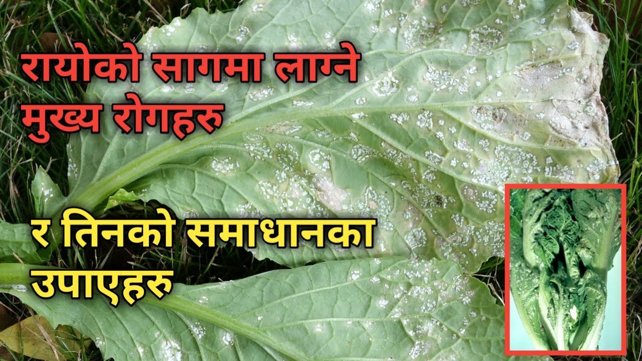 रायो को सागमा लाग्ने रोगहरुMustard diseaseDisease of broad leaf
