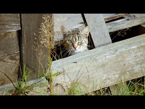 Naon anu dilakukeun ku masarakat manusa sareng ucing nyasar?