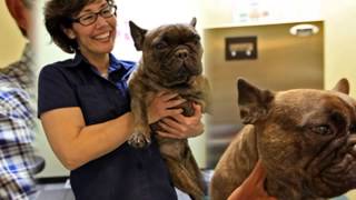 Pet Grooming | Honolulu, HI - The Honolulu Pet Clinic