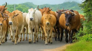 Download Lagu Gembala Dan Puluhan Sapi Yang Di arahkan Menuju kandang, Suara Sapi Moo, Kawanan Sapi Lucu Berjalan MP3