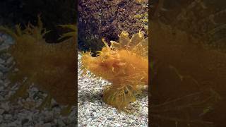 Weedy Scorpionfish (Rhinopias frondosa) #ripleysaquarium #gatlinburg #pigeonforge