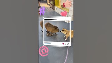 Capybara Song✨😎 #shorts #funny #cuteanimals #capybarasong