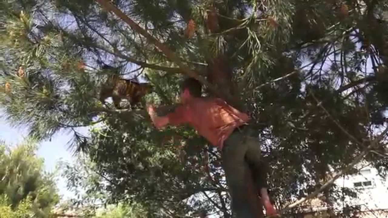 sauvetage de Tigrette