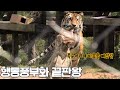 [백두대간 호랑이] 망아지? 출근길과 사랑스러운 배달범🐾혼자 출근했지만 출근할때 부터 예사롭지 않은 몸놀림을 보여주는 행동풍부화를 지대로 보여주는 도🐯