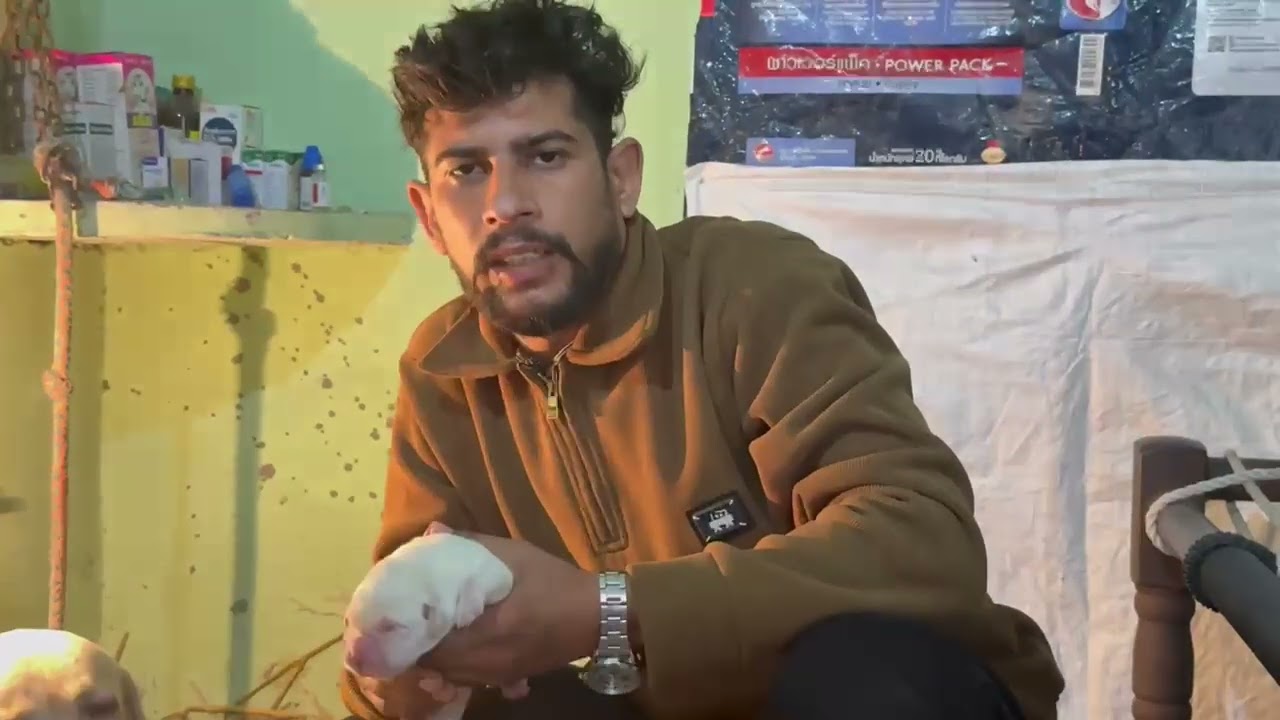 Home breeding New puppies || RAJA BLOOD LINE ENGLISH LABRADOR PUPPY ||