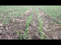 No-till горох...на 10.05.23...базагран-м 2.5л/га