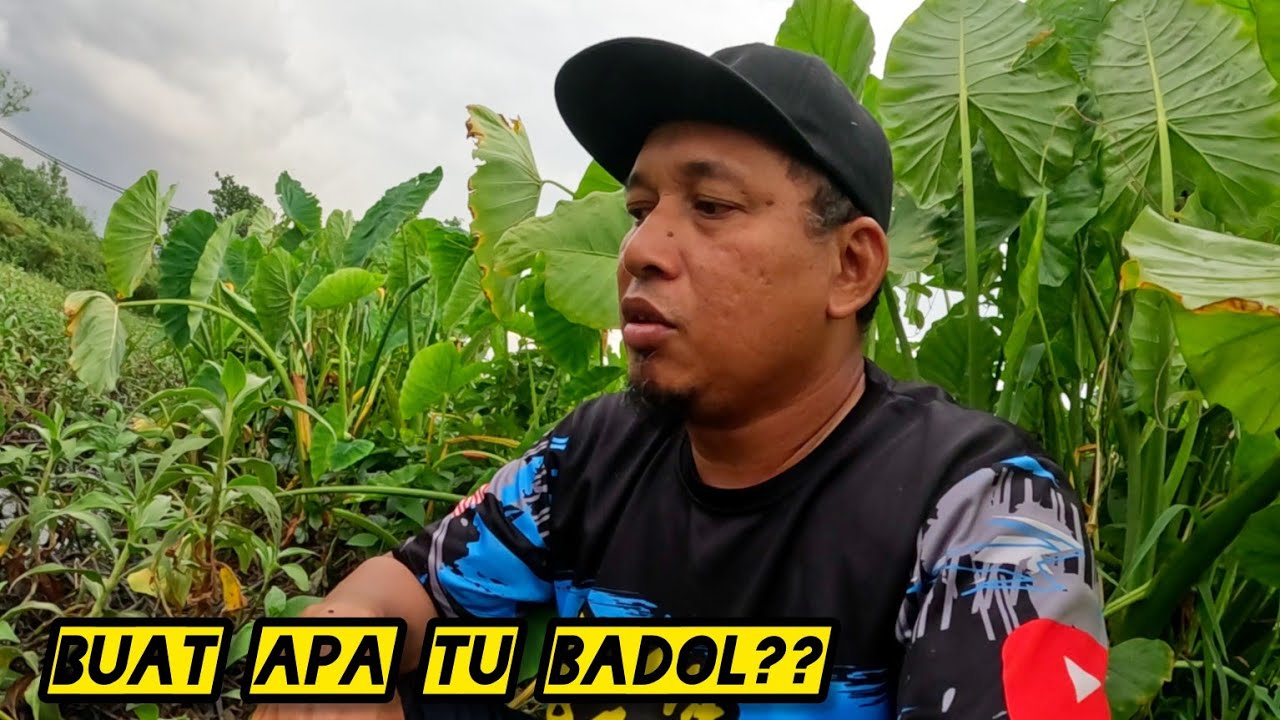 Tahan Tajur Di Tanjung Gemok Padang Jawa (kumpau) #gengdunia