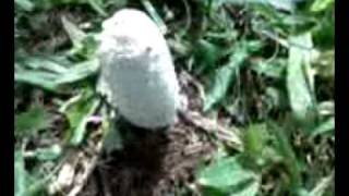 Cogumelo Fantasma