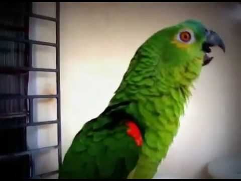 Parrot Sings Mozart's Queen Of The Night Aria