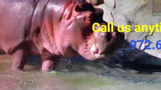 Bpentv 30.8 Bpentv Int. Ad Dallas Zoo