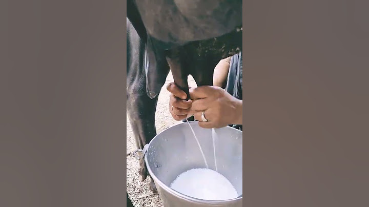 Milking a buffalo || milking a buffalo || #milking #short