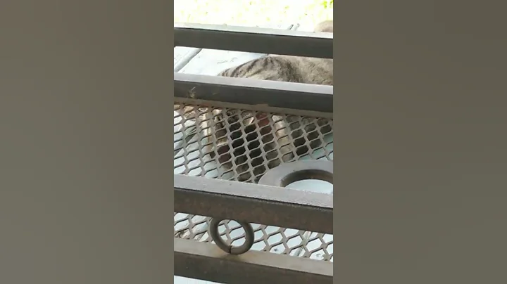 just a cat