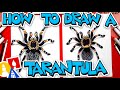 How To Draw A Tarantula (Red Knee)