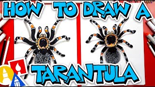 how to draw a tarantula red knee