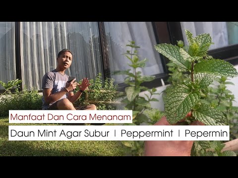 Video: Menumbuhkan Tanaman Spearmint - Informasi Perawatan Spearmint