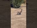 Why Do Roadrunners Run So Fast? 🐦