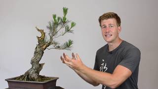 Field-Grown Japanese Black Pine | Bonsai-U