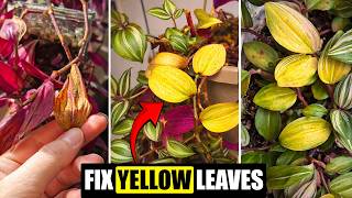 Wandering Jew leaves turning yellow (How to fix)