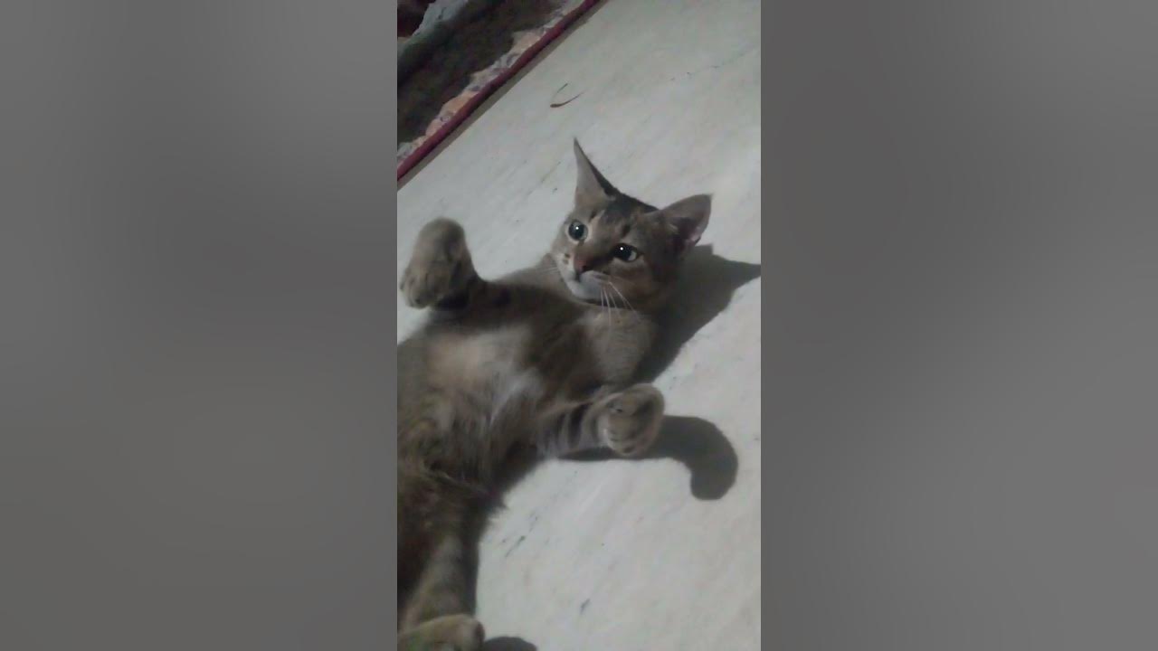 why-my-cat-always-bite-me-but-its-okay-cause-i-love-my-cat-youtube