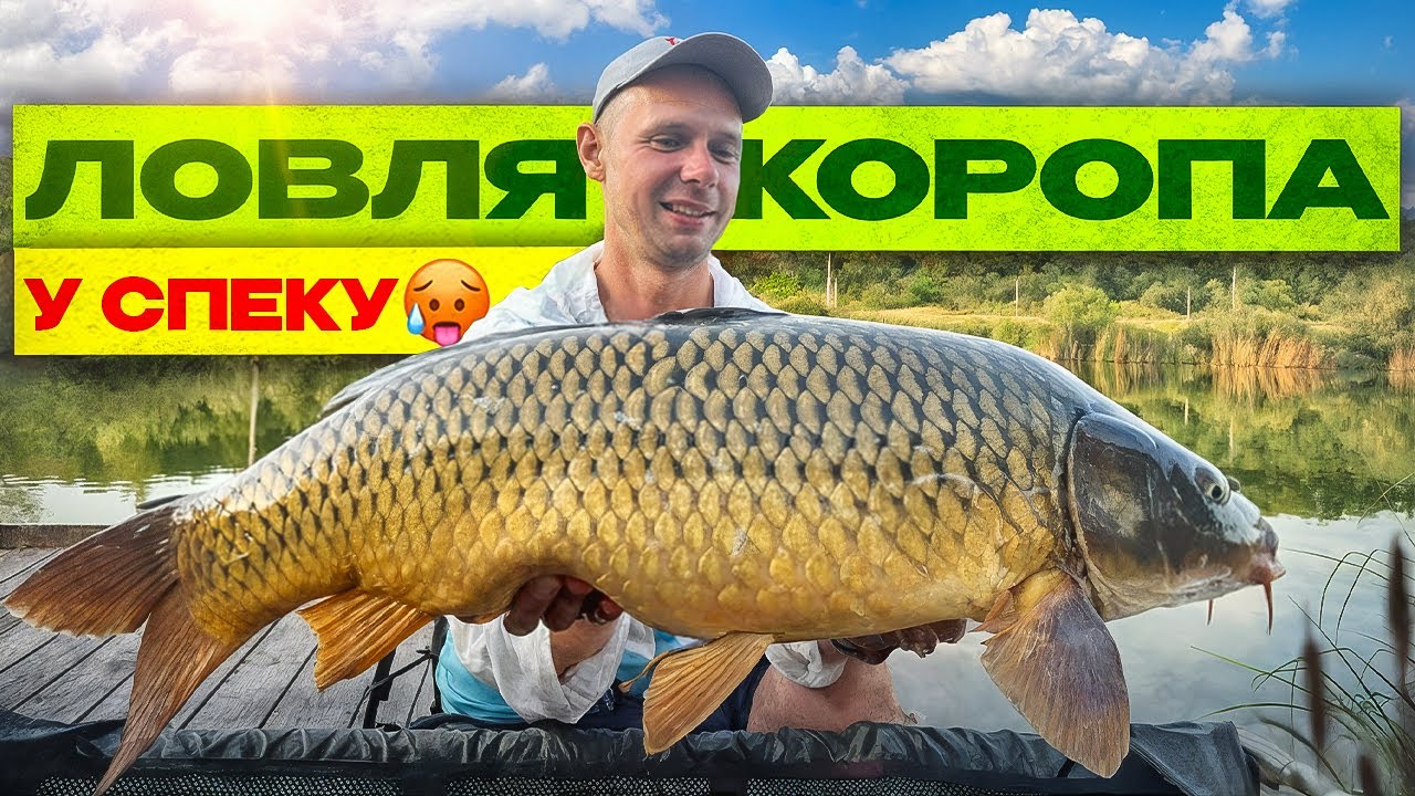 Короп при +25°C у воді 🌡️ Де шукати і як ловити