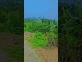 🌺🌿#short #youtubeshorts #reels #trending