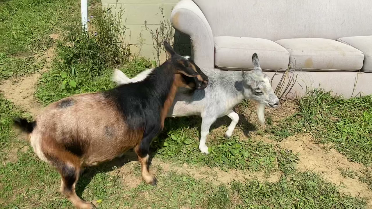 Goats Will Be ButtHeads YouTube