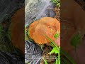 Wild Mushroom Foraging: Harvesting a Giant Bolete Mushroom from the Soil