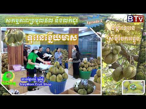 AGRICULTURE/កសិកម្ម : ទុរេនខ្នើយមាស ចម្ការទុរេនស្រីមុំ បែកអន្លូង  "Durian SreyMom"  Vol. 02