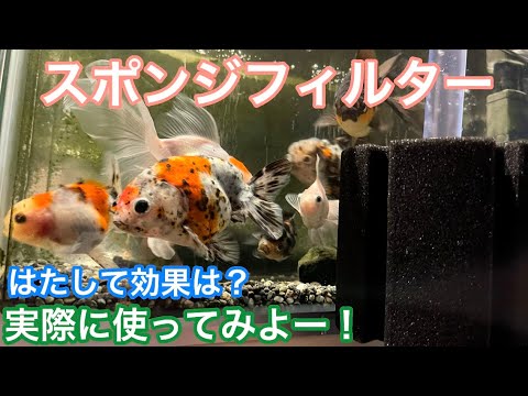 金魚水槽 スポンジフィルターってどうなの Youtube