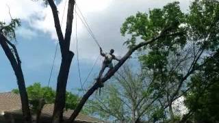 Downs Tree Service  Nashville, Tn Update