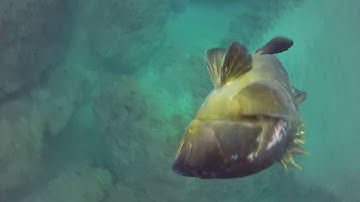 yaniv-or with b daniel polispast