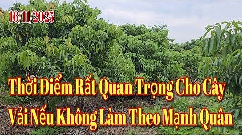 Video này rất quan trọng cho các bác anh chj em đam mê cây vải